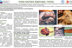 ПАМЯТКА ВЛАДЕЛЬЦАМ ЖИВОТНЫХ ПО ПРОФИЛАКТИКЕ ЧУМЫ МЕЛКИХ ЖВАЧНЫХ ЖИВОТНЫХ
